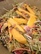 Sweet Mango Bacon Pumpkin Seed Slaw